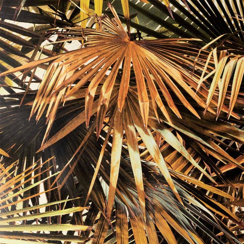 Carta da parati Polynesie  Jean Paul Gaultier