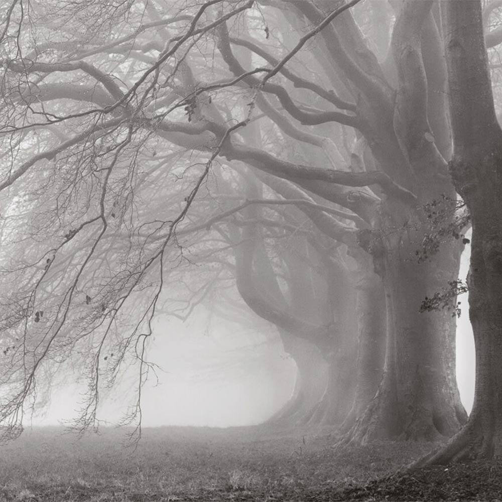 ALICE Carta da Parati serie Nature Creativespace