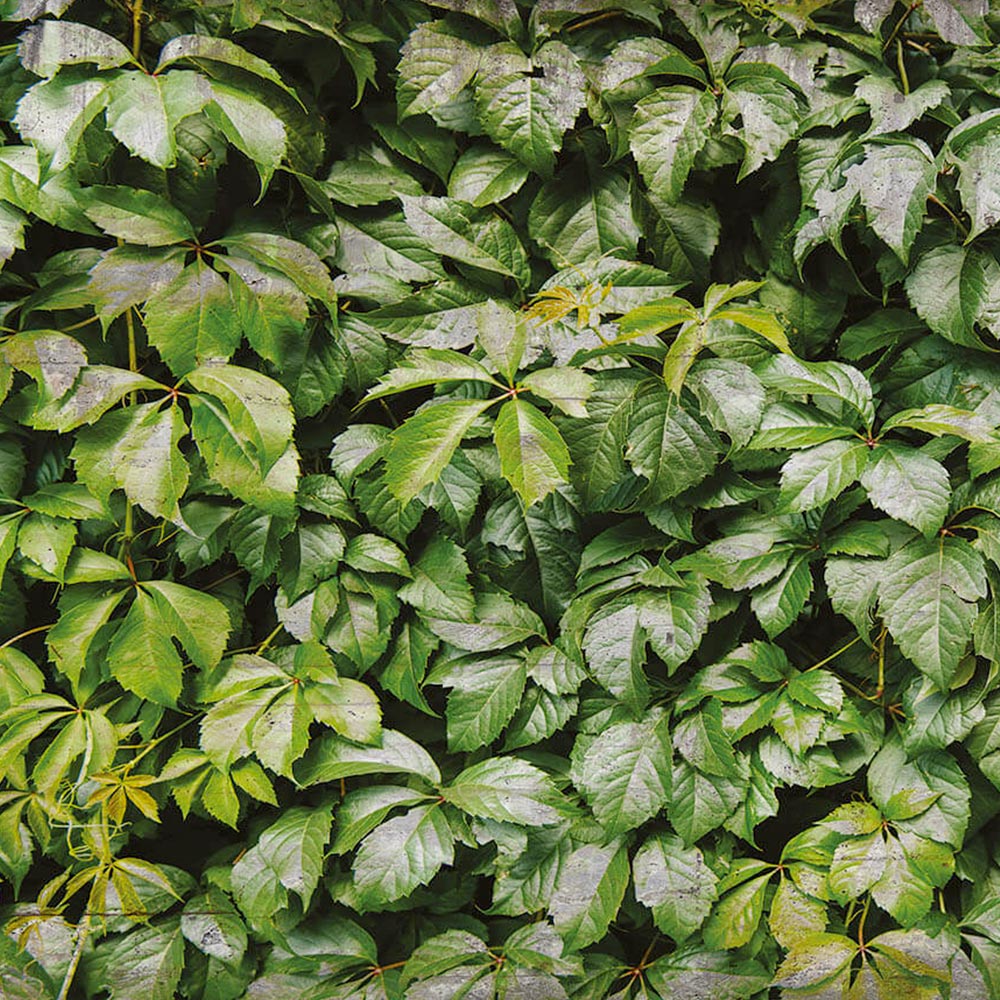 VERTICAL Carta da Parati serie Nature Creativespace