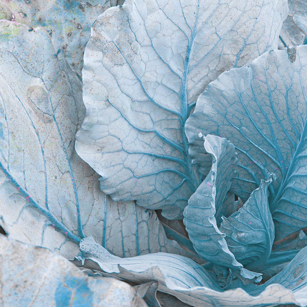 TEAL Carta da Parati serie Nature Creativespace